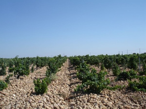 The vineyards of the Rhone Valley