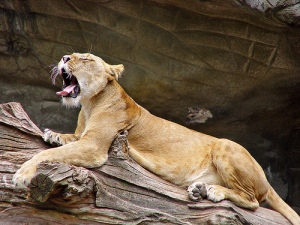 lioness after a glass of red wine