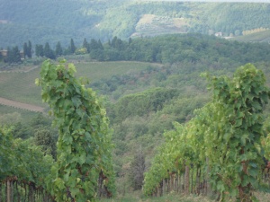 The steepness of some of some of the vineyards